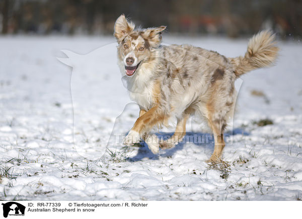Australian Shepherd im Schnee / Australian Shepherd in snow / RR-77339