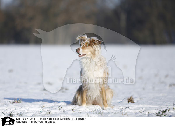 Australian Shepherd im Schnee / Australian Shepherd in snow / RR-77341