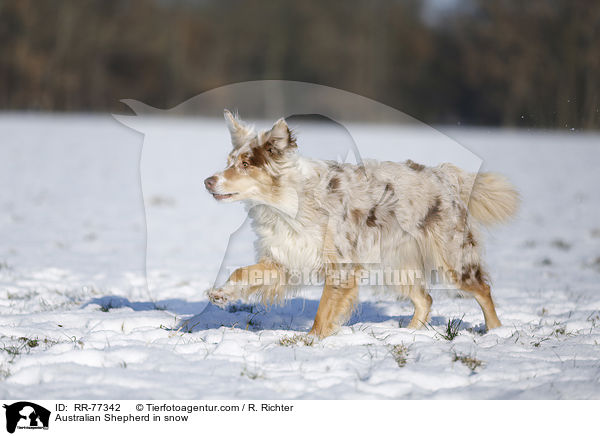 Australian Shepherd im Schnee / Australian Shepherd in snow / RR-77342