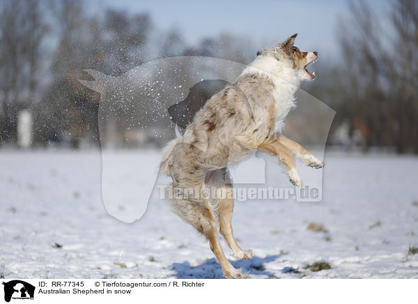 Australian Shepherd im Schnee / Australian Shepherd in snow / RR-77345
