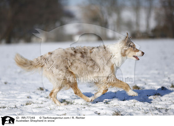 Australian Shepherd im Schnee / Australian Shepherd in snow / RR-77348