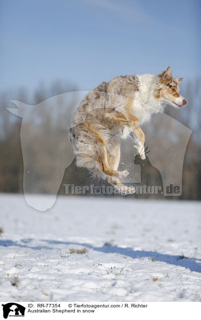 Australian Shepherd im Schnee / Australian Shepherd in snow / RR-77354