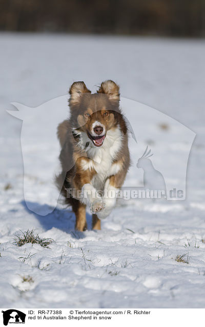 red tri Australian Shepherd in snow / RR-77388