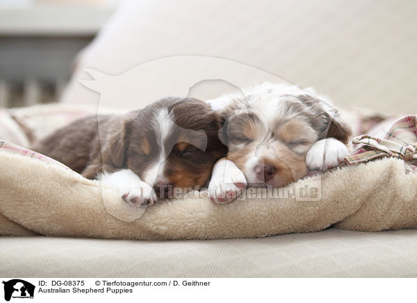 Australian Shepherd Welpen / Australian Shepherd Puppies / DG-08375