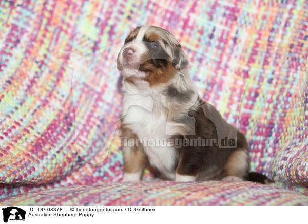Australian Shepherd Welpe / Australian Shepherd Puppy / DG-08378