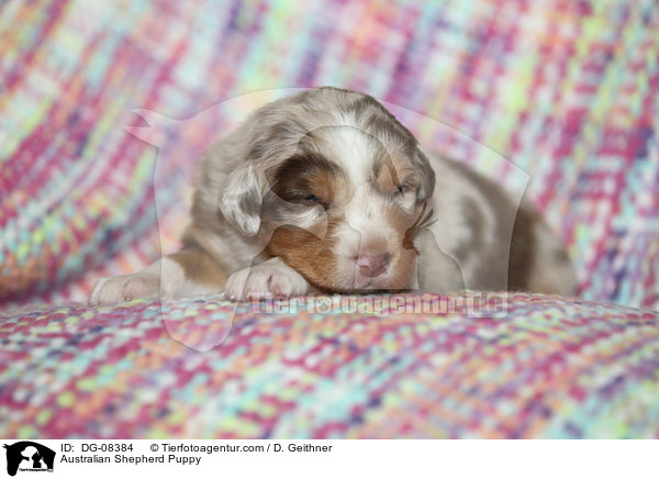 Australian Shepherd Welpe / Australian Shepherd Puppy / DG-08384