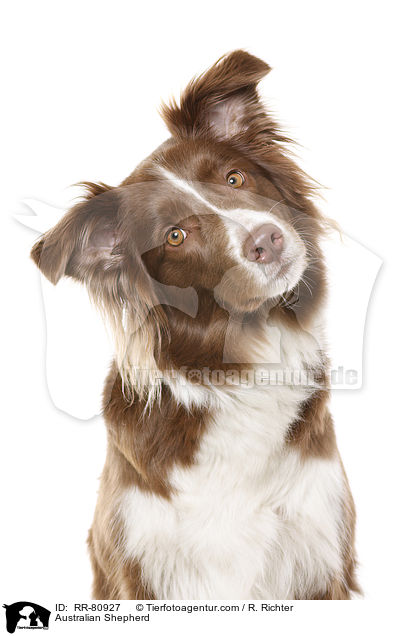 Australian Shepherd / Australian Shepherd / RR-80927
