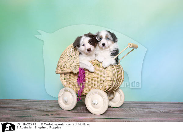 2 Australian Shepherd Welpen / 2 Australian Shepherd Puppies / JH-22449