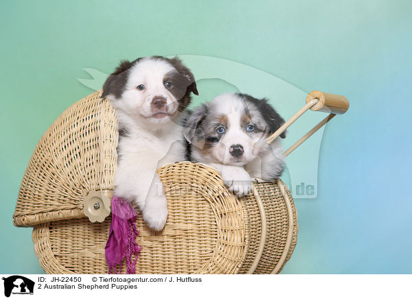 2 Australian Shepherd Welpen / 2 Australian Shepherd Puppies / JH-22450