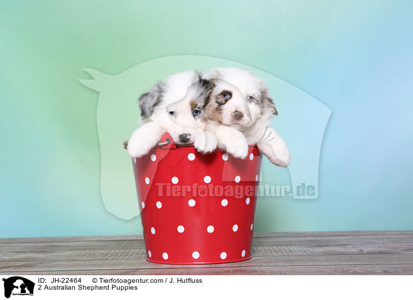 2 Australian Shepherd Welpen / 2 Australian Shepherd Puppies / JH-22464