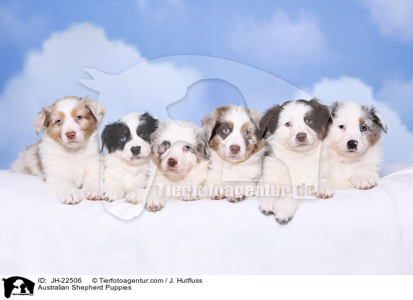 Australian Shepherd Welpen / Australian Shepherd Puppies / JH-22506