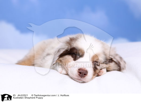 Australian Shepherd Welpe / Australian Shepherd Puppy / JH-22521