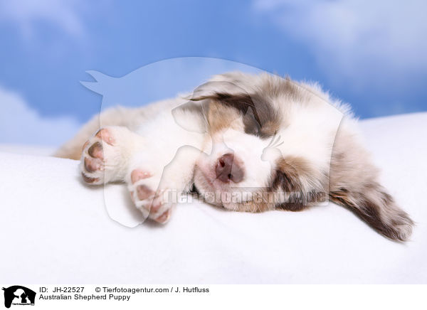 Australian Shepherd Welpe / Australian Shepherd Puppy / JH-22527