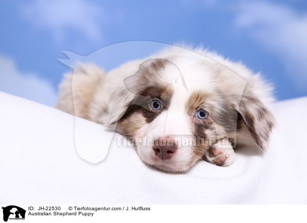 Australian Shepherd Welpe / Australian Shepherd Puppy / JH-22530