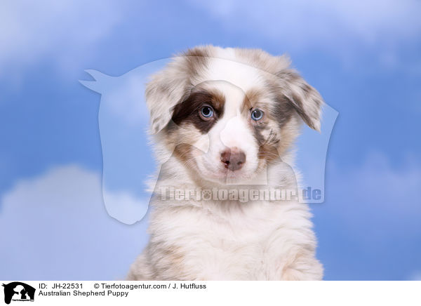 Australian Shepherd Welpe / Australian Shepherd Puppy / JH-22531