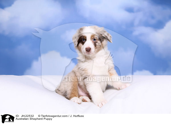 Australian Shepherd Welpe / Australian Shepherd Puppy / JH-22532
