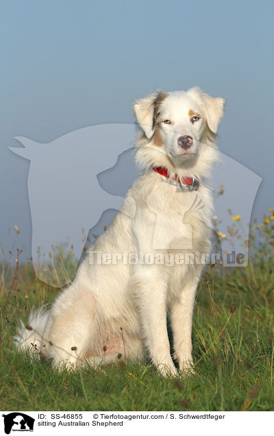 sitzender Australian Shepherd / sitting Australian Shepherd / SS-46855