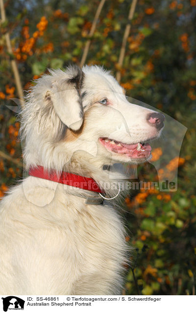 Australian Shepherd Portrait / Australian Shepherd Portrait / SS-46861