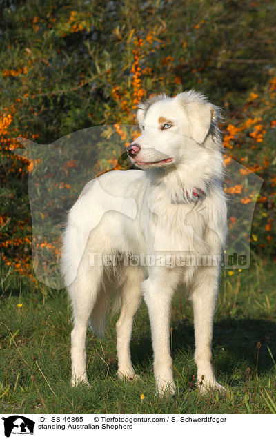 stehender Australian Shepherd / standing Australian Shepherd / SS-46865