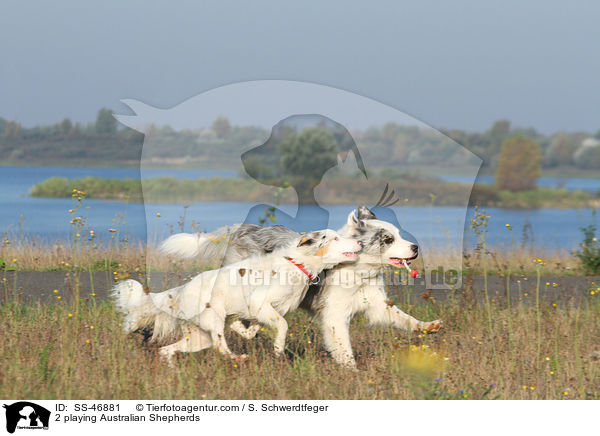 2 spielende Australian Shepherds / 2 playing Australian Shepherds / SS-46881