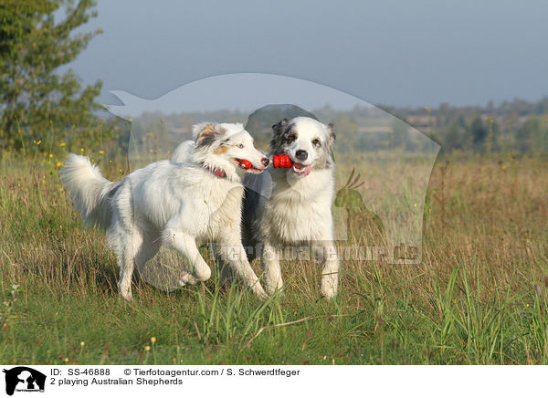 2 spielende Australian Shepherds / 2 playing Australian Shepherds / SS-46888
