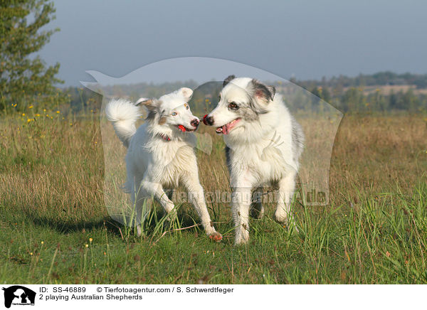 2 spielende Australian Shepherds / 2 playing Australian Shepherds / SS-46889