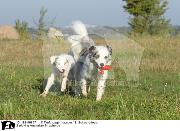 2 spielende Australian Shepherds / 2 playing Australian Shepherds / SS-46897