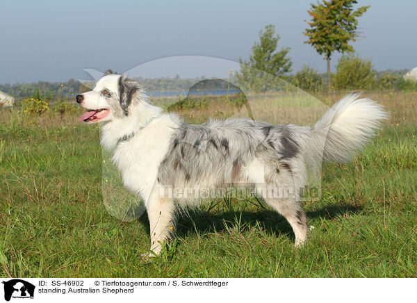 stehender Australian Shepherd / standing Australian Shepherd / SS-46902