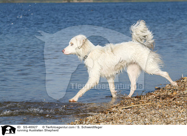 rennender Australian Shepherd / running Australian Shepherd / SS-46927