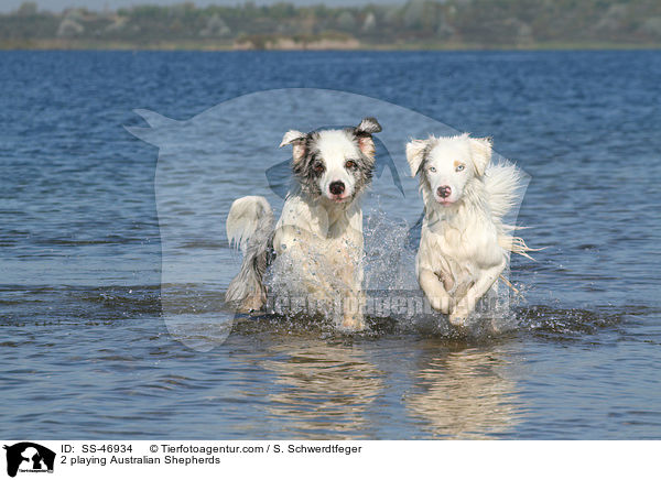 2 spielende Australian Shepherds / 2 playing Australian Shepherds / SS-46934