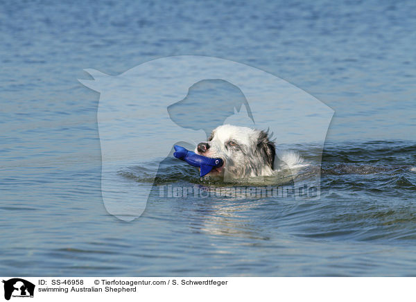 schwimmender Australian Shepherd / swimming Australian Shepherd / SS-46958