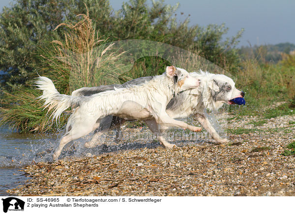 2 spielende Australian Shepherds / 2 playing Australian Shepherds / SS-46965