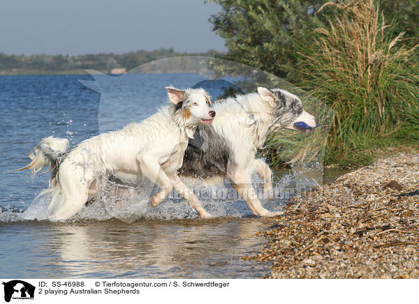 2 spielende Australian Shepherds / 2 playing Australian Shepherds / SS-46988