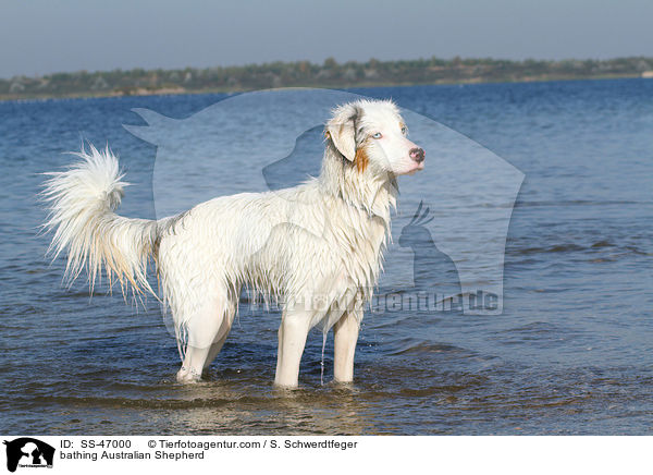 badender Australian Shepherd / bathing Australian Shepherd / SS-47000