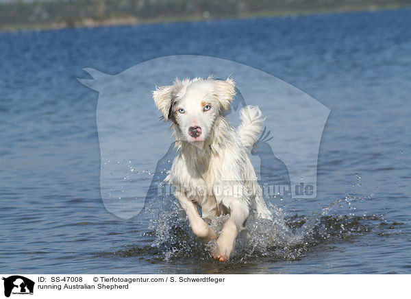 rennender Australian Shepherd / running Australian Shepherd / SS-47008