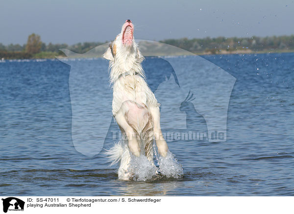 spielender Australian Shepherd / playing Australian Shepherd / SS-47011