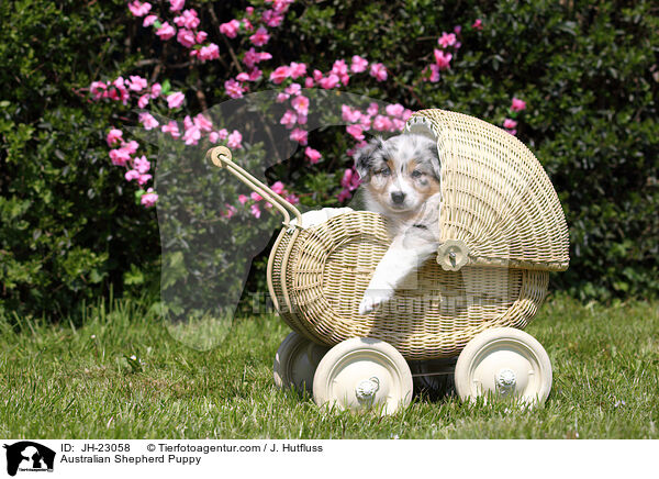 Australian Shepherd Welpe / Australian Shepherd Puppy / JH-23058