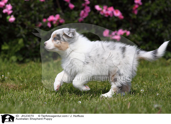 Australian Shepherd Welpe / Australian Shepherd Puppy / JH-23070