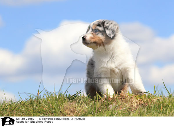 Australian Shepherd Welpe / Australian Shepherd Puppy / JH-23082