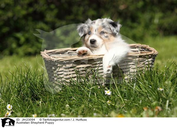 Australian Shepherd Welpe / Australian Shepherd Puppy / JH-23094