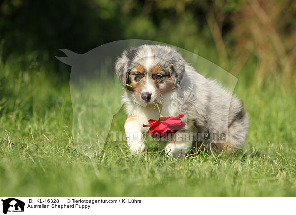 Australian Shepherd Welpe / Australian Shepherd Puppy / KL-16328