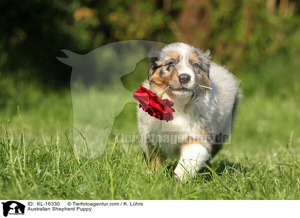 Australian Shepherd Welpe / Australian Shepherd Puppy / KL-16330