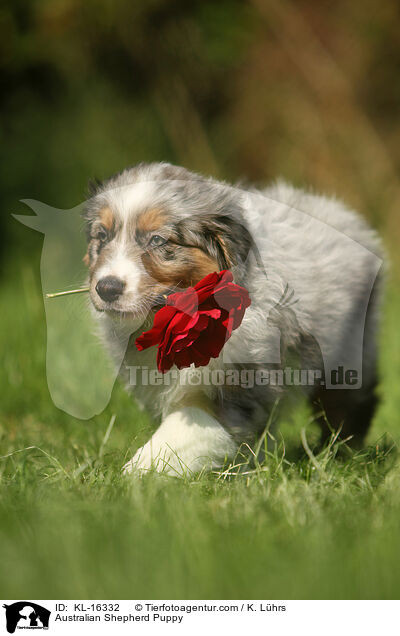 Australian Shepherd Puppy / KL-16332