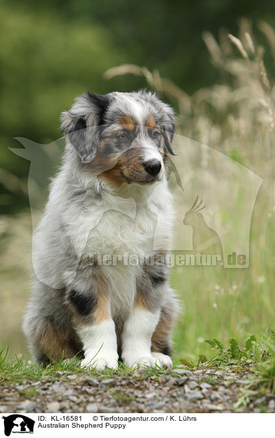 Australian Shepherd Welpe / Australian Shepherd Puppy / KL-16581