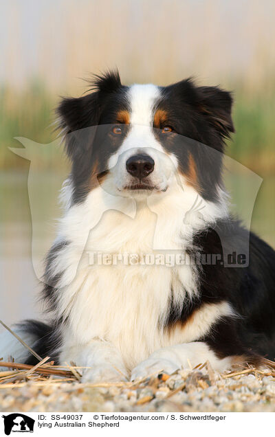 liegender Australian Shepherd / lying Australian Shepherd / SS-49037