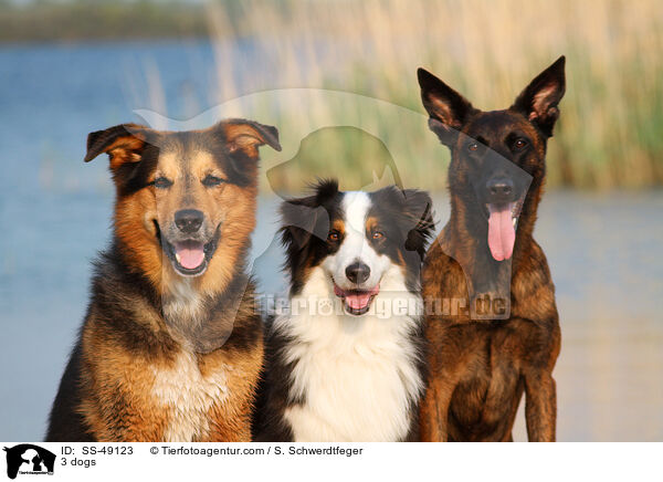 3 dogs / SS-49123