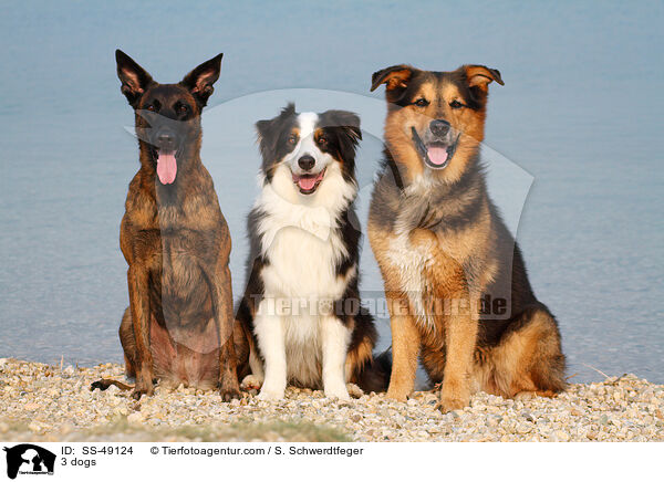 3 dogs / SS-49124