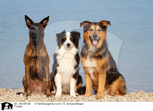 3 Hunde / 3 dogs / SS-49126