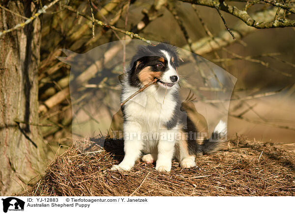 Australian Shepherd Welpe / Australian Shepherd Puppy / YJ-12883