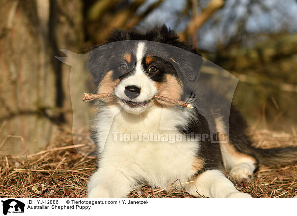 Australian Shepherd Welpe / Australian Shepherd Puppy / YJ-12886